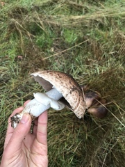 Agaricus incultorum