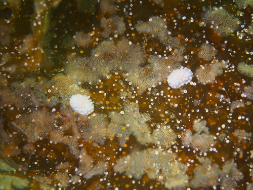 Adalaria proxima