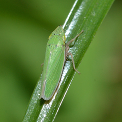 Draeculacephala balli