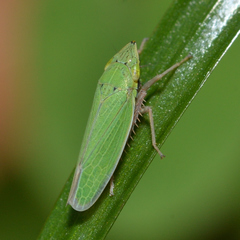 Draeculacephala balli