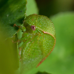 Spissistilus festinus