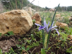 Iris vartanii