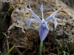 Iris vartanii