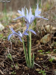 Iris vartanii