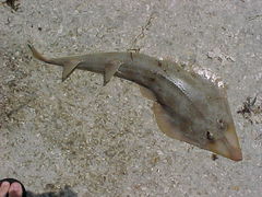Pseudobatos lentiginosus