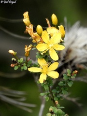 Hypericum thymifolium