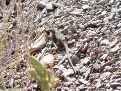 Psammodromus hispanicus