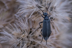 Epicauta heterodera