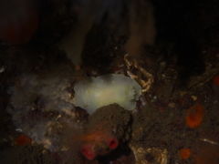 Cadlina laevis
