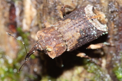 Ectopsis ferrugalis