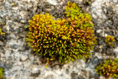 Schistidium crassipilum