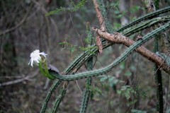 Praecereus euchlorus