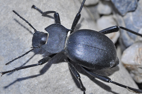 Representative image of Akis discoidea