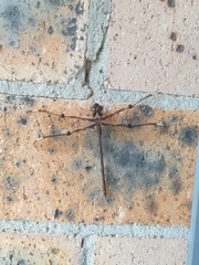 Telephlebia godeffroyi