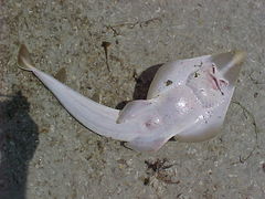 Pseudobatos lentiginosus