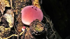 Lycoperdon fuligineum