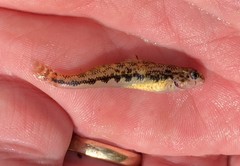 Etheostoma duryi