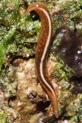 Australopacifica mariae