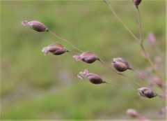 Trichanthecium natalense