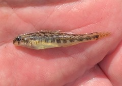 Etheostoma duryi