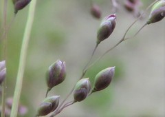 Trichanthecium natalense