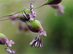 Trichanthecium natalense