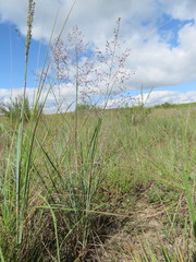 Trichanthecium natalense