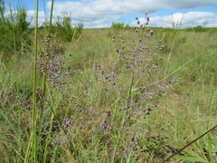 Trichanthecium natalense