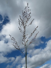 Trichanthecium natalense