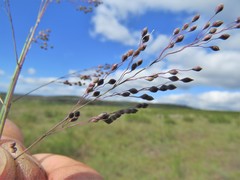 Trichanthecium natalense