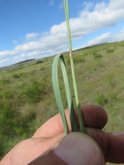 Trichanthecium natalense