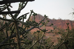 Quiabentia verticillata