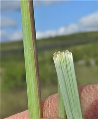 Trichanthecium natalense