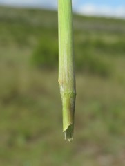 Trichanthecium natalense