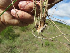 Trichanthecium natalense