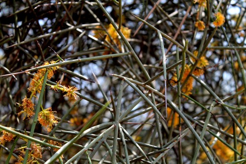 Image of Neltuma kuntzei by (c) Ramon and Suzanne Vargas, some rights reserved (CC BY-SA)