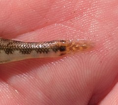 Etheostoma duryi
