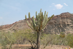 Neoraimondia herzogiana