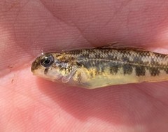 Etheostoma duryi