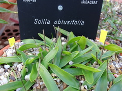 Prospero obtusifolium