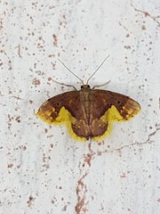 Idaea fimbriata