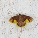 Idaea fimbriata - Photo (c) Santi MD, some rights reserved (CC BY-NC), uploaded by Santi MD