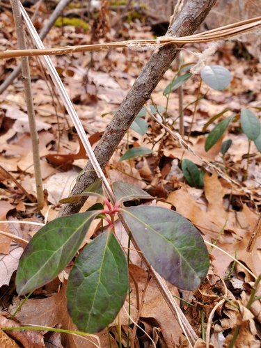 photo of Eastern Teaberry (Gaultheria procumbens)