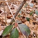 photo of Eastern Teaberry (Gaultheria procumbens)