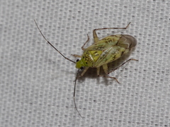 Taedia marmorata