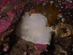 Cadlina laevis