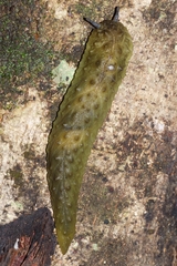 Athoracophorus papillatus