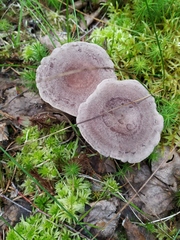 Lactarius flexuosus