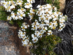 Olearia ledifolia