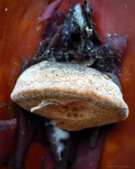 Phellinus arctostaphyli